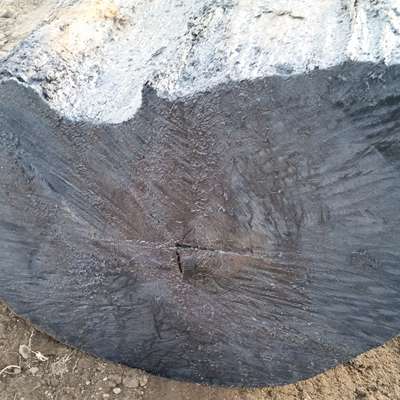 Czarny dąb 2 - surowy materiał wydobyty z pokładów czarnego dębu